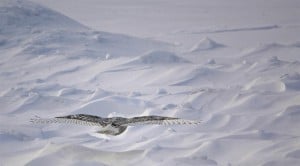 Chemong Road Snowy Owl in flight - Jeff Keller