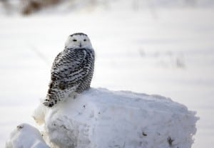 Chemong Road Snowy Owl  - Jeff Keller - Jan. 2014