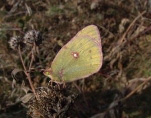 Clouded Sulphur - Tim Dyson - November 2013  