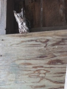 Eastern Screech-Owl in barn near Rice Lake (Marie Adamcryck)