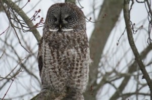 Great Gray Owl - Tom Northey 2014