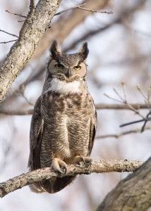Great Horned Owl - Karl Egressy 