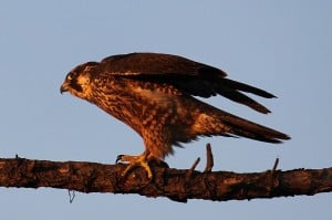 Immature Peregrine - Note streaking over entire chest and belly  (Wikimedia)