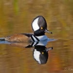 Hooded Merganser (Karl Egressy)