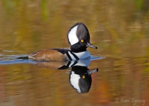 Male Hooded Merganser (Karl Egressy)