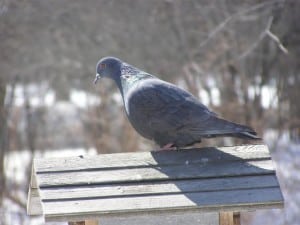 Rock Pigeon 