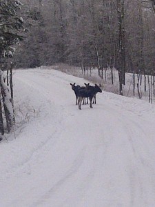 Moose on McCoy Bay Road (Jackie Lean) 