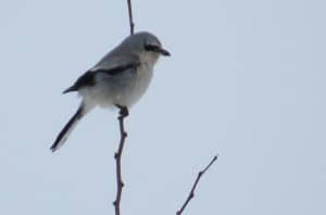 Northern Shrike - Tom Northey 