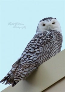 Snowy Owl 1 - Nicki Williams-Tays 