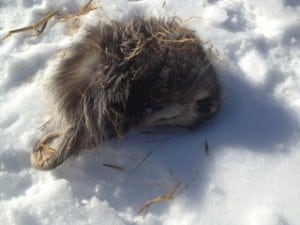 Opossum photographed  by Marie Adamcryck - January 3, 2014 Rice Lake 