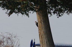 Pileated Woodpecker (Karen Cooper) 