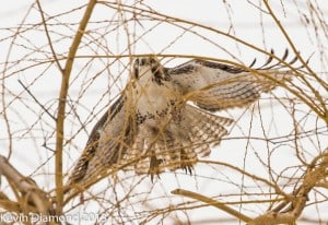 Red-tailed Hawk 2 - Dec. 2013 - Kevin Diamond 