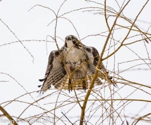 Red-tailed Hawk - Dec. 2013 - Kevin Diamond
