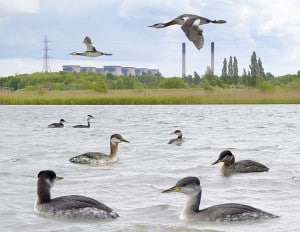 Red-necked Grebe. The grebe on the  Otonabee River  is in winter plumage (lower right) 