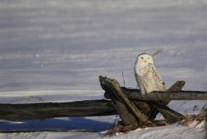 Chemong Road / Line 3 Snowy Owl (Jeff Keller)