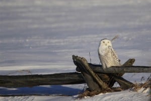 Snowy Owl (Jeff Keller) 