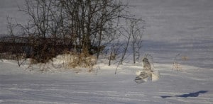 Snowy Owl in flight (Jeff Keller)