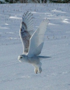 Snowy Owl in flight -  Wendy Leszkowicz 