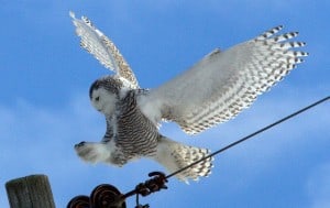 Snowy Owl in flight – Wendy Leszkowicz