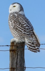 Snowy Owl - Wendy Leszkowicz