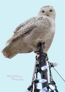 Snowy Owl (most likely a male) - Nicki Williams-Tays  