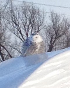 Omemee Snowy Owl   (Betty Vanbeek)  