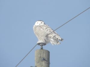 Snowy Owl on Opmar Rd. (Cheryl-Anne Graham) 