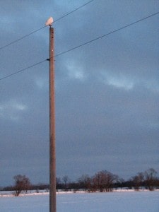 Snowy Owl on Highway 7 near Oakwood -  Wendy Marrs