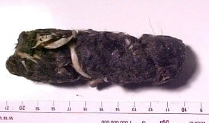 Snowy Owl pellet - Mike Patterson at pacifer.com