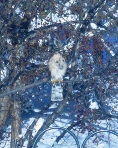 Sharp-shinned Hawk -  Catherine Paradis