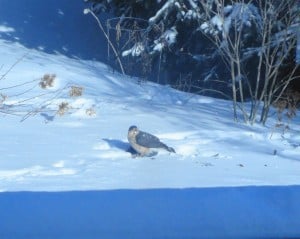 Sharpie eating a Mourning Dove - Catherine Paradisis 