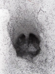 Snow fleas in a deer track - Sheba Marx