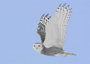 An immature Snowy Owl in flight - probably a female (Karl Egressy)