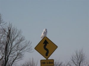 Snowy Owl (Karin Laine)  