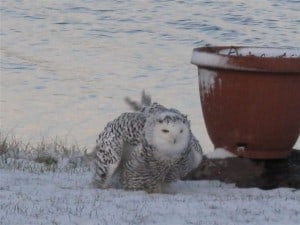 Snowy Owl at Fowler's Corners several years ago (Bob Hancock)