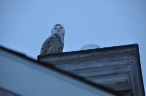 Snowy Owl on our roof - Teresa Gall 