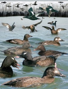 various plumages of White-winged Scotter (Crossley Guide) 