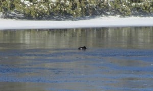 White-winged Scoter on Otonabee 01 27 14 - Tore Buchanan