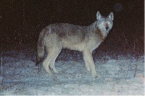 Eastern Wolf - Gord Harrison 