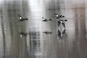 female Common Goldeneyes in flight (Jeff Keller) 