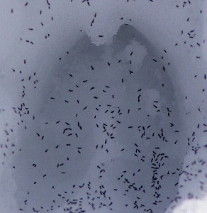 Snowfleas  (springtails) Mass Nature photo 
