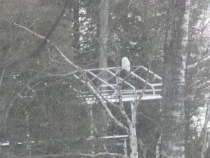 Clear Lake Snowy Owl - John McGregor 