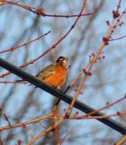 Winter robin (Liane Edwards)
