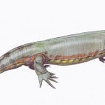 Silvanerpeton - an early reptile - similar to my 170-million-greats-grandfather