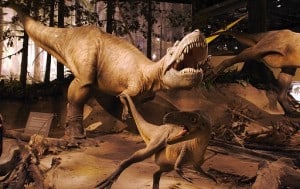 Albertosaurus display at the Royal Terrell Museum near Drumheller, Alberta