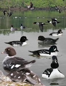 Barrows Goldeneye from Crossley ID Guide Eastern Birds 