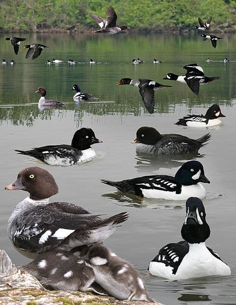 Barrow's Goldeneye - eBird