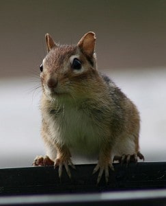 Eastern Chipmunk 