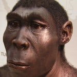 model of Homo erectus - my 50,000-greats-grandfather