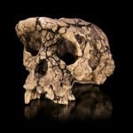 8. 7 million year old  Sahelanthropus tchadensis  - similar to my 250,000-greats-grandfather